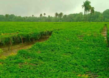 যশোরে রিমালের প্রভাবে ফসলের ক্ষতির আশংকা