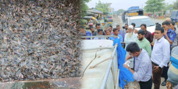 যশোরে এক লাখ আফ্রিকান মাগুর জব্দ