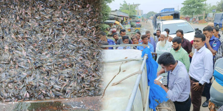 যশোরে এক লাখ আফ্রিকান মাগুর জব্দ