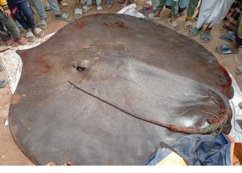 জেলেদের জালে ধরা ৮মণ ওজনের শাপলা পাতা মাছ