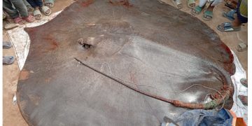 জেলেদের জালে ধরা ৮মণ ওজনের শাপলা পাতা মাছ