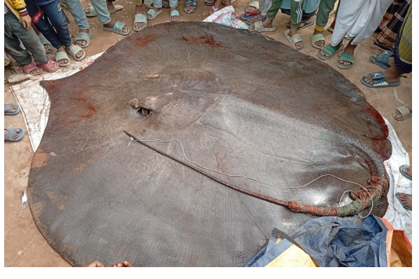 জেলেদের জালে ধরা ৮মণ ওজনের শাপলা পাতা মাছ