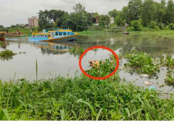 সোনারগাঁয়ে হাত-পা বাধা নারীর মরদেহ উদ্ধার