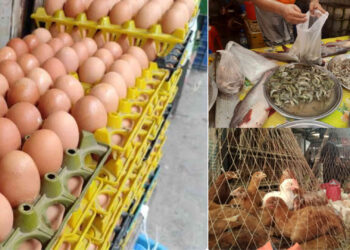 কমেছে ডিমের দাম, মাছ-মুরগির বাজার স্থিতিশীল